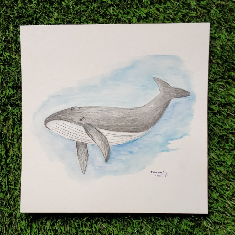 Pentekening - walvis
